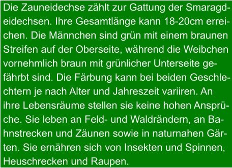 Die Zauneidechse zählt zur Gattung der Smaragd- eidechsen. Ihre Gesamtlänge kann 18-20cm errei- chen. Die Männchen sind grün mit einem braunen Streifen auf der Oberseite, während die Weibchen vornehmlich braun mit grünlicher Unterseite ge- fährbt sind. Die Färbung kann bei beiden Geschle- chtern je nach Alter und Jahreszeit variiren. An  ihre Lebensräume stellen sie keine hohen Ansprü- che. Sie leben an Feld- und Waldrändern, an Ba- hnstrecken und Zäunen sowie in naturnahen Gär- ten. Sie ernähren sich von Insekten und Spinnen, Heuschrecken und Raupen.