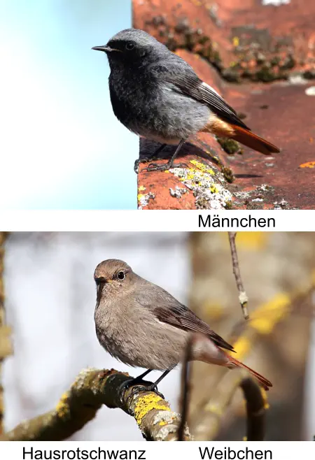 Hausrotschwanz Männchen Weibchen