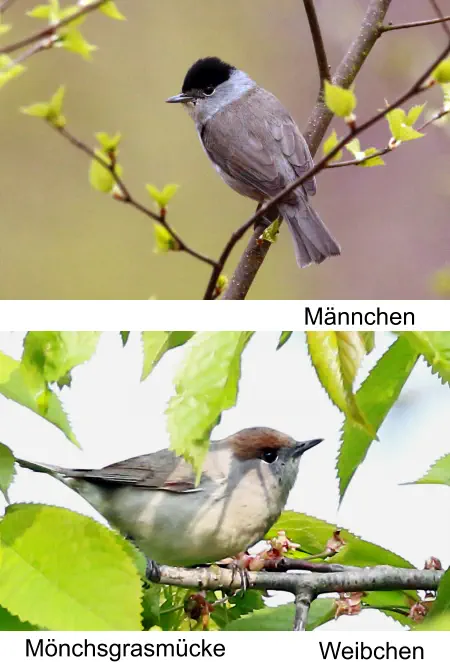 Mönchsgrasmücke Männchen Weibchen