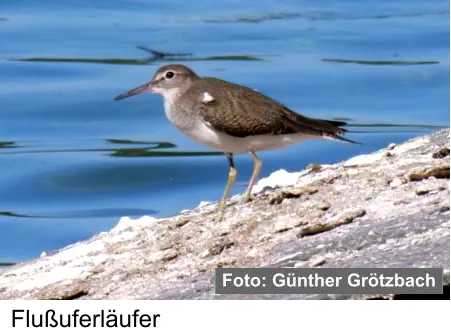 Flußuferläufer