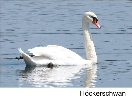 Höckerschwan