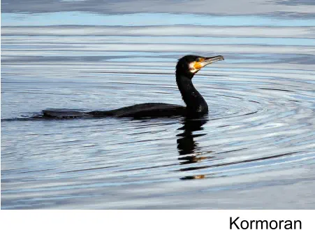 Kormoran