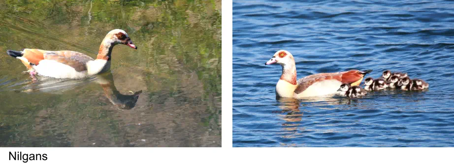 Nilgans