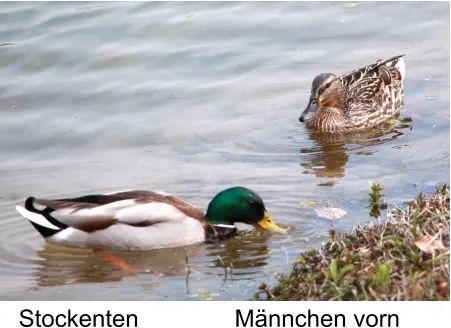 Stockenten Männchen vorn