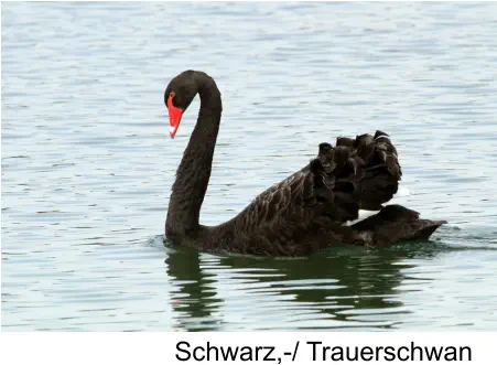 Schwarz,-/ Trauerschwan