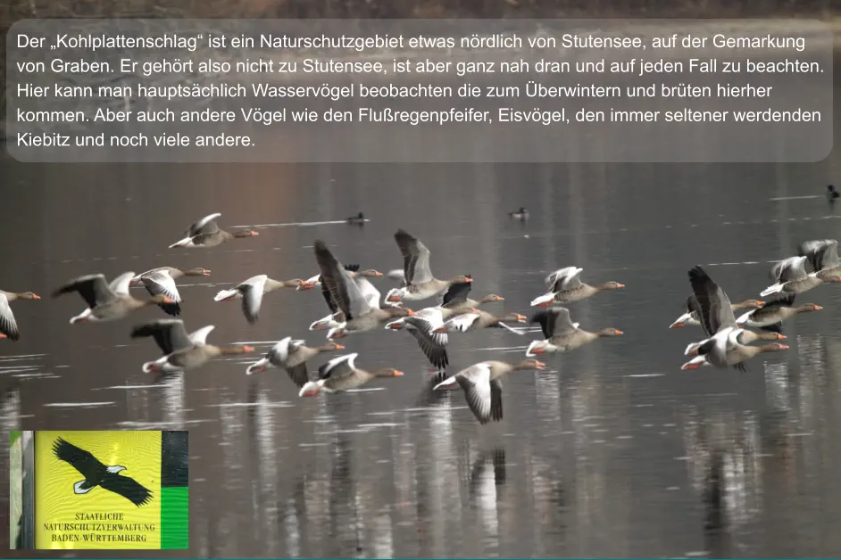 Der „Kohlplattenschlag“ ist ein Naturschutzgebiet etwas nördlich von Stutensee, auf der Gemarkung von Graben. Er gehört also nicht zu Stutensee, ist aber ganz nah dran und auf jeden Fall zu beachten. Hier kann man hauptsächlich Wasservögel beobachten die zum Überwintern und brüten hierher  kommen. Aber auch andere Vögel wie den Flußregenpfeifer, Eisvögel, den immer seltener werdenden Kiebitz und noch viele andere.