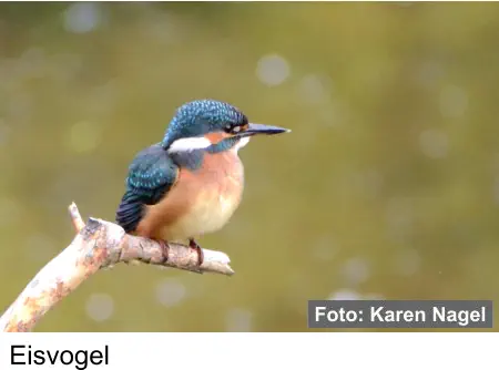 Eisvogel