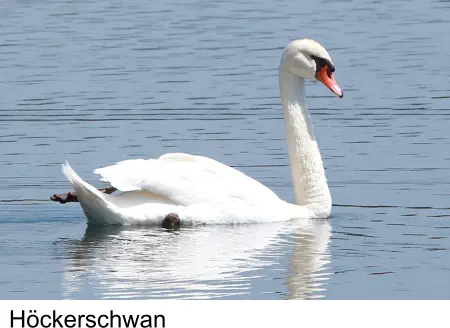 Höckerschwan