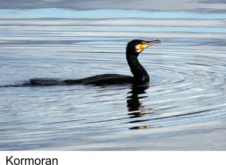 Kormoran