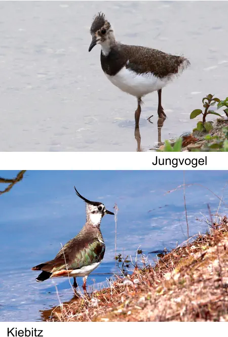 Kiebitz Jungvogel