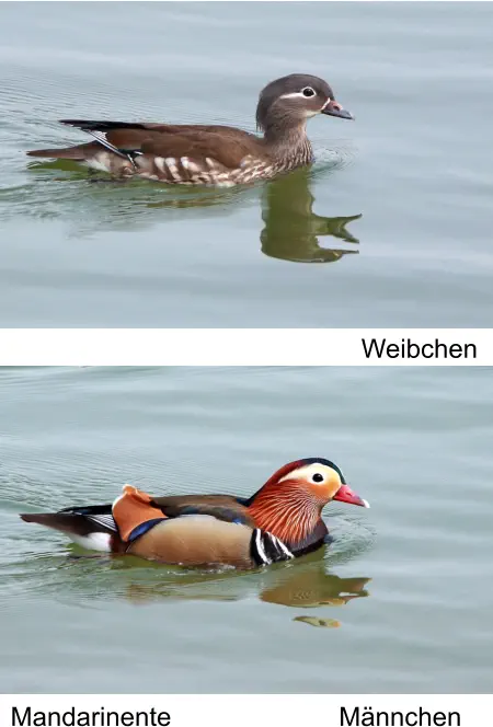 Mandarinente Männchen Weibchen