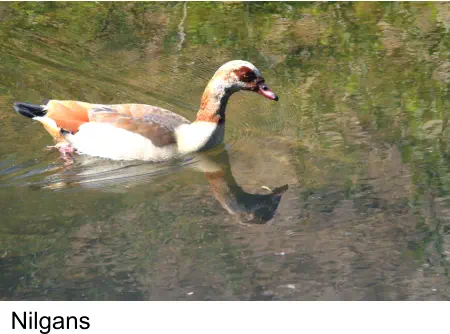 Nilgans