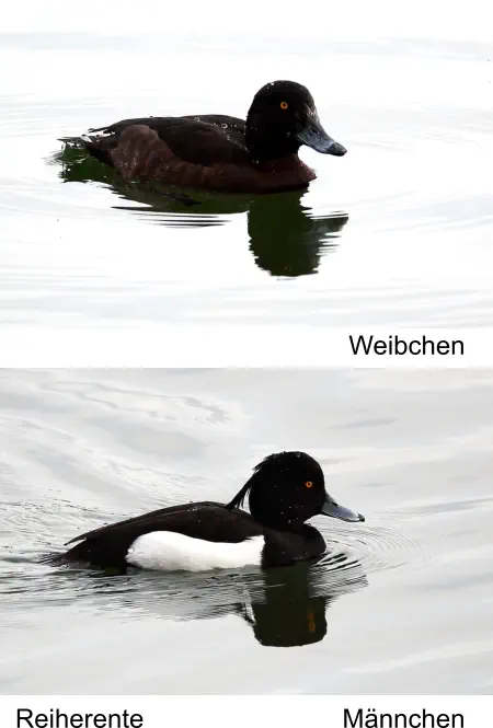 Reiherente Weibchen Männchen