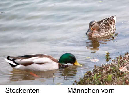 Stockenten Männchen vorn