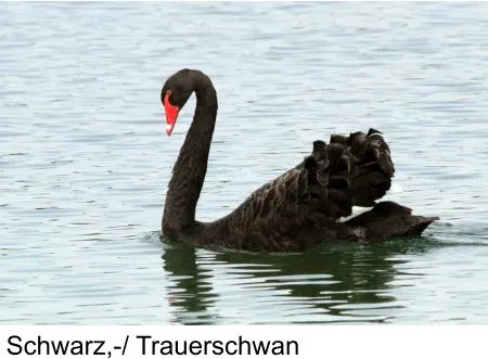 Schwarz,-/ Trauerschwan