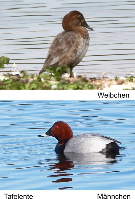 Tafelente Männchen Weibchen