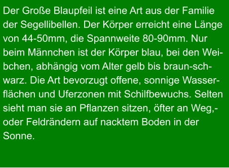 Der Große Blaupfeil ist eine Art aus der Familie  der Segellibellen. Der Körper erreicht eine Länge  von 44-50mm, die Spannweite 80-90mm. Nur  beim Männchen ist der Körper blau, bei den Wei- bchen, abhängig vom Alter gelb bis braun-sch- warz. Die Art bevorzugt offene, sonnige Wasser- flächen und Uferzonen mit Schilfbewuchs. Selten  sieht man sie an Pflanzen sitzen, öfter an Weg,-  oder Feldrändern auf nacktem Boden in der  Sonne.