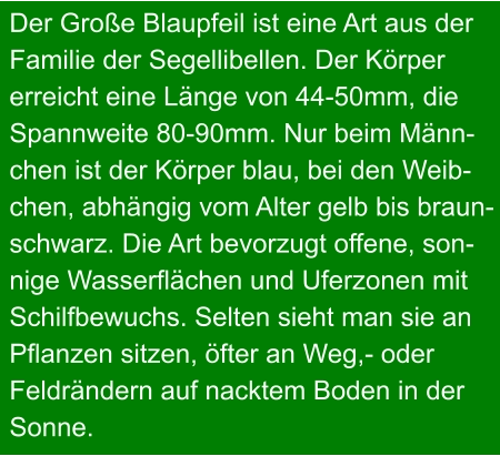 Der Große Blaupfeil ist eine Art aus der  Familie der Segellibellen. Der Körper  erreicht eine Länge von 44-50mm, die  Spannweite 80-90mm. Nur beim Männ- chen ist der Körper blau, bei den Weib- chen, abhängig vom Alter gelb bis braun- schwarz. Die Art bevorzugt offene, son- nige Wasserflächen und Uferzonen mit  Schilfbewuchs. Selten sieht man sie an  Pflanzen sitzen, öfter an Weg,- oder  Feldrändern auf nacktem Boden in der  Sonne.