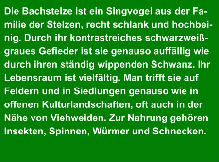 Die Bachstelze ist ein Singvogel aus der Fa- milie der Stelzen, recht schlank und hochbei- nig. Durch ihr kontrastreiches schwarzweiß- graues Gefieder ist sie genauso auffällig wie  durch ihren ständig wippenden Schwanz. Ihr  Lebensraum ist vielfältig. Man trifft sie auf  Feldern und in Siedlungen genauso wie in  offenen Kulturlandschaften, oft auch in der  Nähe von Viehweiden. Zur Nahrung gehören  Insekten, Spinnen, Würmer und Schnecken.