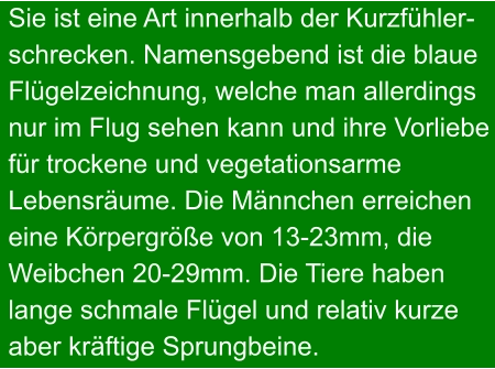 Sie ist eine Art innerhalb der Kurzfühler- schrecken. Namensgebend ist die blaue Flügelzeichnung, welche man allerdings nur im Flug sehen kann und ihre Vorliebe für trockene und vegetationsarme  Lebensräume. Die Männchen erreichen  eine Körpergröße von 13-23mm, die  Weibchen 20-29mm. Die Tiere haben  lange schmale Flügel und relativ kurze  aber kräftige Sprungbeine.