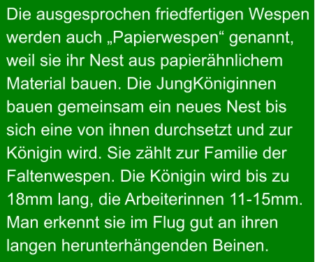 Die ausgesprochen friedfertigen Wespen  werden auch „Papierwespen“ genannt,  weil sie ihr Nest aus papierähnlichem  Material bauen. Die JungKöniginnen  bauen gemeinsam ein neues Nest bis  sich eine von ihnen durchsetzt und zur  Königin wird. Sie zählt zur Familie der  Faltenwespen. Die Königin wird bis zu  18mm lang, die Arbeiterinnen 11-15mm.  Man erkennt sie im Flug gut an ihren  langen herunterhängenden Beinen.