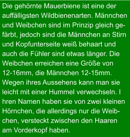 Die gehörnte Mauerbiene ist eine der  auffälligsten Wildbienenarten. Männchen  und Weibchen sind im Prinzip gleich ge- färbt, jedoch sind die Männchen an Stirn  und Kopfunterseite weiß behaart und  auch die Fühler sind etwas länger. Die  Weibchen erreichen eine Größe von  12-16mm, die Männchen 12-15mm.  Wegen ihres Aussehens kann man sie  leicht mit einer Hummel verwechseln. I hren Namen haben sie von zwei kleinen  Hörnchen, die allerdings nur die Weib- chen, versteckt zwischen den Haaren  am Vorderkopf haben.