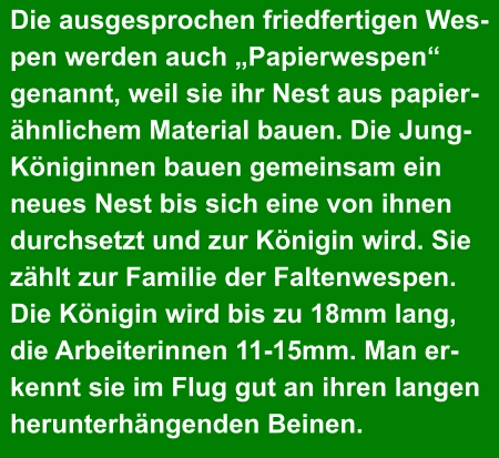 Die ausgesprochen friedfertigen Wes- pen werden auch „Papierwespen“  genannt, weil sie ihr Nest aus papier- ähnlichem Material bauen. Die Jung- Königinnen bauen gemeinsam ein  neues Nest bis sich eine von ihnen  durchsetzt und zur Königin wird. Sie  zählt zur Familie der Faltenwespen.  Die Königin wird bis zu 18mm lang,  die Arbeiterinnen 11-15mm. Man er- kennt sie im Flug gut an ihren langen  herunterhängenden Beinen.