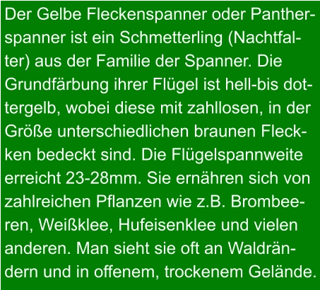 Der Gelbe Fleckenspanner oder Panther- spanner ist ein Schmetterling (Nachtfal- ter) aus der Familie der Spanner. Die Grundfärbung ihrer Flügel ist hell-bis dot- tergelb, wobei diese mit zahllosen, in der Größe unterschiedlichen braunen Fleck- ken bedeckt sind. Die Flügelspannweite erreicht 23-28mm. Sie ernähren sich von zahlreichen Pflanzen wie z.B. Brombee- ren, Weißklee, Hufeisenklee und vielen anderen. Man sieht sie oft an Waldrän- dern und in offenem, trockenem Gelände.