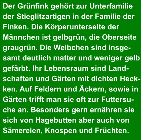 Der Grünfink gehört zur Unterfamilie  der Stieglitzartigen in der Familie der  Finken. Die Körperunterseite der  Männchen ist gelbgrün, die Oberseite  graugrün. Die Weibchen sind insge- samt deutlich matter und weniger gelb  gefärbt. Ihr Lebensraum sind Land- schaften und Gärten mit dichten Heck- ken. Auf Feldern und Äckern, sowie in  Gärten trifft man sie oft zur Futtersu- che an. Besonders gern ernähren sie  sich von Hagebutten aber auch von  Sämereien, Knospen und Früchten.