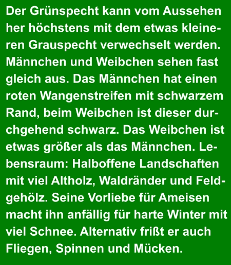 Der Grünspecht kann vom Aussehen  her höchstens mit dem etwas kleine- ren Grauspecht verwechselt werden.  Männchen und Weibchen sehen fast  gleich aus. Das Männchen hat einen  roten Wangenstreifen mit schwarzem  Rand, beim Weibchen ist dieser dur- chgehend schwarz. Das Weibchen ist  etwas größer als das Männchen. Le- bensraum: Halboffene Landschaften  mit viel Altholz, Waldränder und Feld- gehölz. Seine Vorliebe für Ameisen  macht ihn anfällig für harte Winter mit  viel Schnee. Alternativ frißt er auch  Fliegen, Spinnen und Mücken.