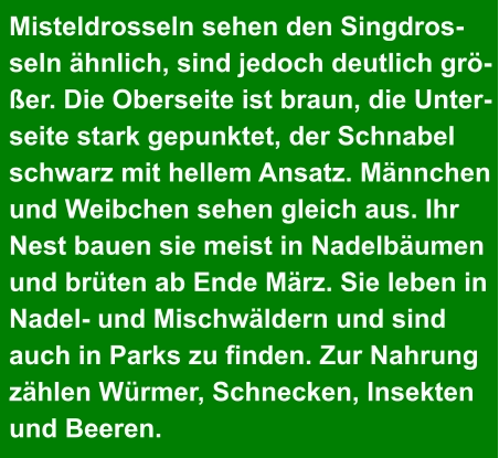 Misteldrosseln sehen den Singdros- seln ähnlich, sind jedoch deutlich grö- ßer. Die Oberseite ist braun, die Unter- seite stark gepunktet, der Schnabel  schwarz mit hellem Ansatz. Männchen  und Weibchen sehen gleich aus. Ihr  Nest bauen sie meist in Nadelbäumen  und brüten ab Ende März. Sie leben in  Nadel- und Mischwäldern und sind  auch in Parks zu finden. Zur Nahrung  zählen Würmer, Schnecken, Insekten  und Beeren.