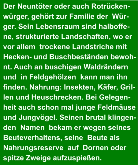 Der Neuntöter oder auch Rotrücken- würger, gehört zur Familie der  Wür- ger. Sein Lebensraum sind halboffe- ne, strukturierte Landschaften, wo er  vor allem  trockene Landstriche mit  Hecken- und Buschbeständen bewoh- nt. Auch an buschigen Waldrändern  und  in Feldgehölzen  kann man ihn  finden. Nahrung: Insekten, Käfer, Gril- len und Heuschrecken. Bei Gelegen- heit auch schon mal junge Feldmäuse  und Jungvögel. Seinen brutal klingen- den  Namen  bekam er wegen seines  Beuteverhaltens, seine  Beute als  Nahrungsreserve  auf  Dornen oder  spitze Zweige aufzuspießen.