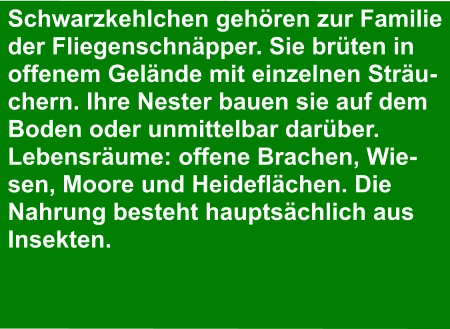 Schwarzkehlchen gehören zur Familie  der Fliegenschnäpper. Sie brüten in  offenem Gelände mit einzelnen Sträu- chern. Ihre Nester bauen sie auf dem  Boden oder unmittelbar darüber. Lebensräume: offene Brachen, Wie- sen, Moore und Heideflächen. Die  Nahrung besteht hauptsächlich aus  Insekten.