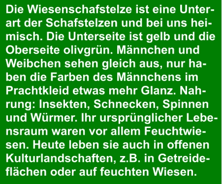 Die Wiesenschafstelze ist eine Unter- art der Schafstelzen und bei uns hei- misch. Die Unterseite ist gelb und die  Oberseite olivgrün. Männchen und  Weibchen sehen gleich aus, nur ha- ben die Farben des Männchens im  Prachtkleid etwas mehr Glanz. Nah- rung: Insekten, Schnecken, Spinnen  und Würmer. Ihr ursprünglicher Lebe- nsraum waren vor allem Feuchtwie- sen. Heute leben sie auch in offenen  Kulturlandschaften, z.B. in Getreide- flächen oder auf feuchten Wiesen.