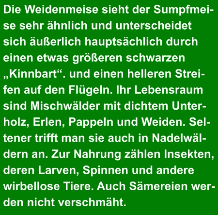 Die Weidenmeise sieht der Sumpfmei- se sehr ähnlich und unterscheidet  sich äußerlich hauptsächlich durch  einen etwas größeren schwarzen  „Kinnbart“. und einen helleren Strei- fen auf den Flügeln. Ihr Lebensraum  sind Mischwälder mit dichtem Unter- holz, Erlen, Pappeln und Weiden. Sel- tener trifft man sie auch in Nadelwäl- dern an. Zur Nahrung zählen Insekten,  deren Larven, Spinnen und andere  wirbellose Tiere. Auch Sämereien wer- den nicht verschmäht.