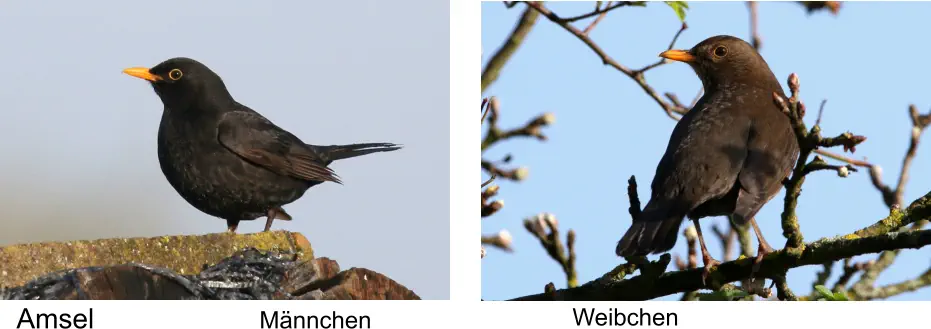 Amsel Männchen Weibchen