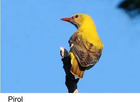Pirol
