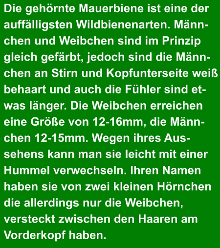 Die gehörnte Mauerbiene ist eine der auffälligsten Wildbienenarten. Männ- chen und Weibchen sind im Prinzip gleich gefärbt, jedoch sind die Männ- chen an Stirn und Kopfunterseite weiß behaart und auch die Fühler sind et- was länger. Die Weibchen erreichen eine Größe von 12-16mm, die Männ- chen 12-15mm. Wegen ihres Aus- sehens kann man sie leicht mit einer  Hummel verwechseln. Ihren Namen  haben sie von zwei kleinen Hörnchen  die allerdings nur die Weibchen,  versteckt zwischen den Haaren am Vorderkopf haben.