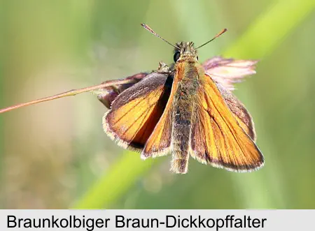 Braunkolbiger Braun-Dickkopffalter