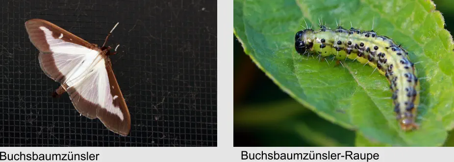 Buchsbaumzünsler Buchsbaumzünsler-Raupe