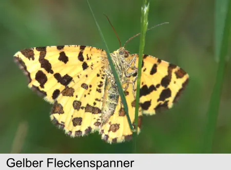 Gelber Fleckenspanner