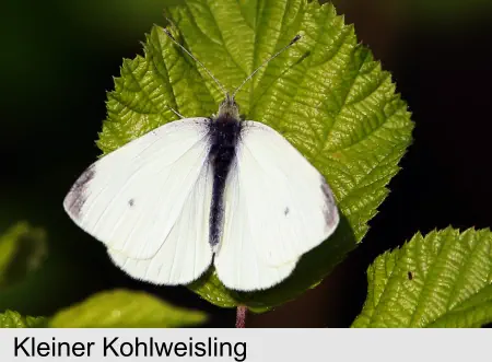 Kleiner Kohlweisling