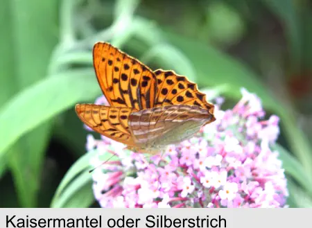 Kaisermantel oder Silberstrich