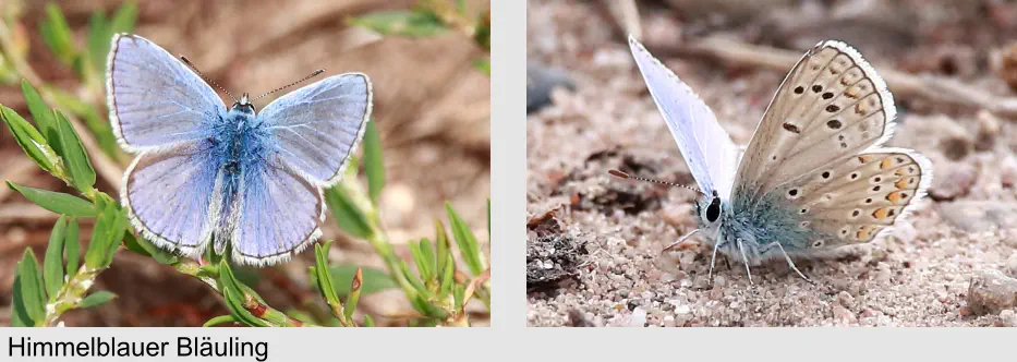 Himmelblauer Bläuling