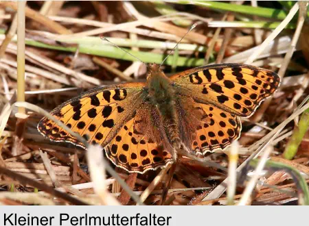 Kleiner Perlmutterfalter