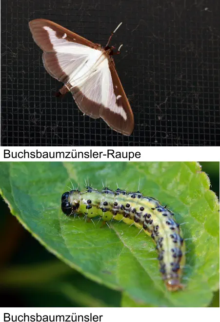 Buchsbaumzünsler Buchsbaumzünsler-Raupe