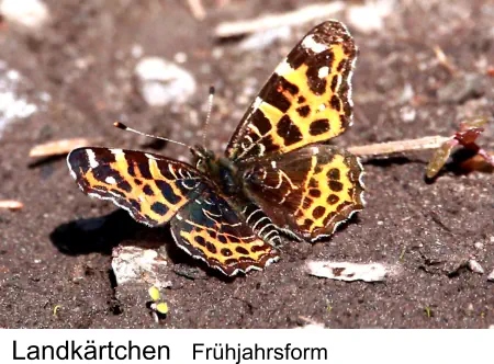 Landkärtchen Frühjahrsform