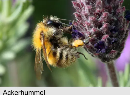 Ackerhummel