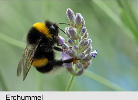 Erdhummel