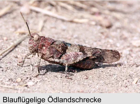 Blauflügelige Ödlandschrecke